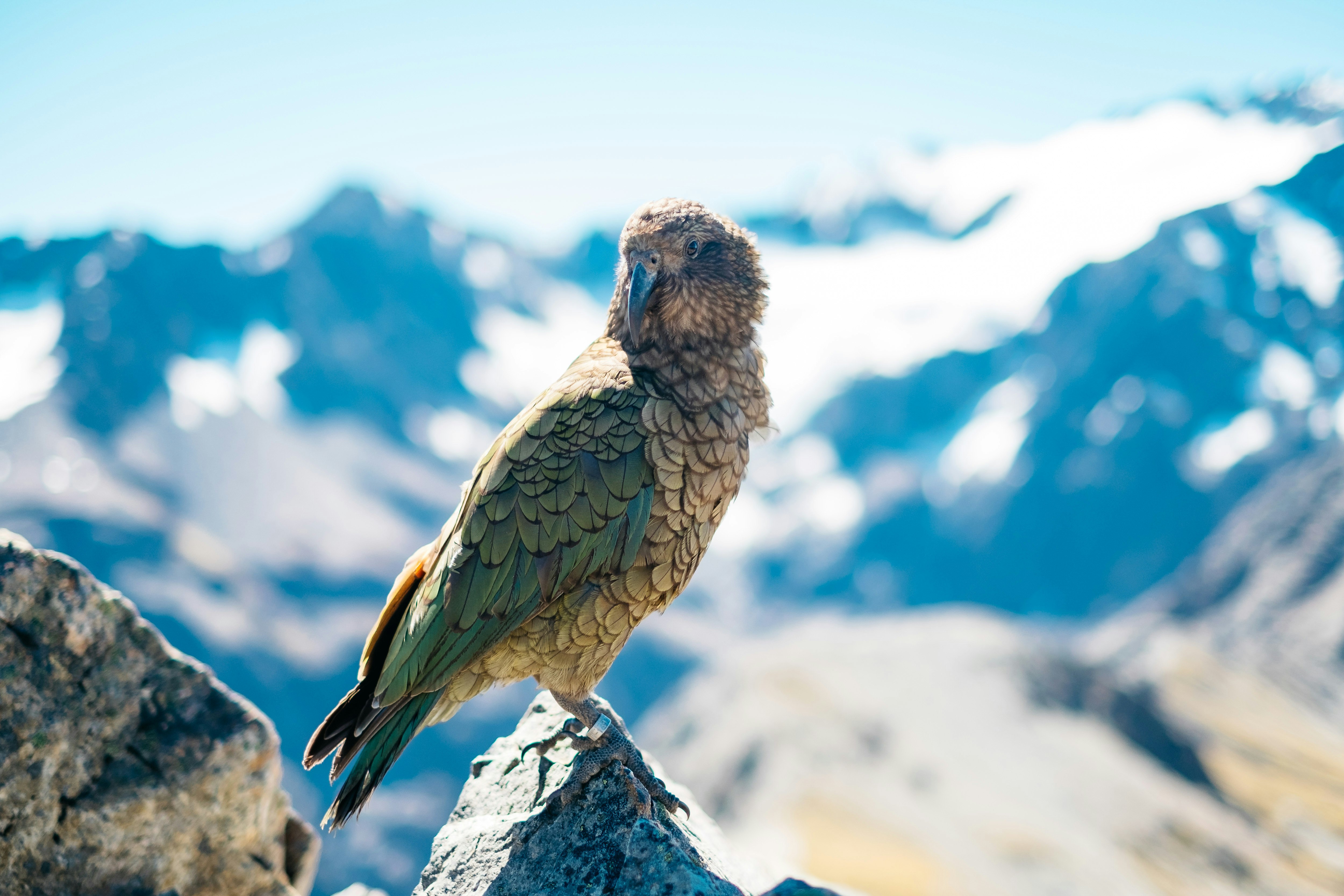 shallow focus photography of gray and green bird on mountain rock during daytime